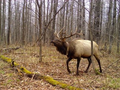 DNR Celebrates Successful 2024 Elk Hunting Season