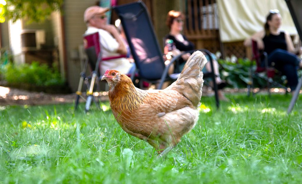 A brown chicken stops pecking the ground and hunting for bugs briefly to pose for a photo during a family gathering on the north side of Madison. Steven Potter/WPR