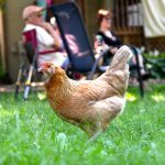 Milwaukee Creates Economic Hardship Waiver For Keeping Chickens