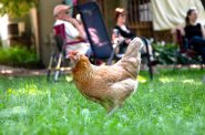 A brown chicken stops pecking the ground and hunting for bugs briefly to pose for a photo during a family gathering on the north side of Madison. Steven Potter/WPR