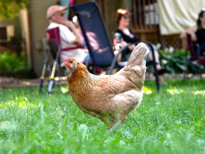 Milwaukee Creates Economic Hardship Waiver For Keeping Chickens