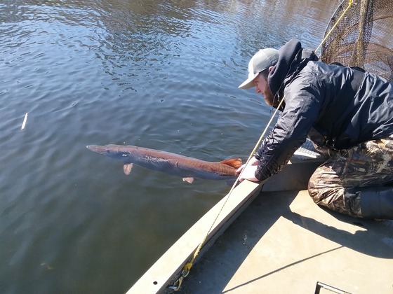 DNR Reminds Anglers That Musky Season Closes Statewide Dec. 31