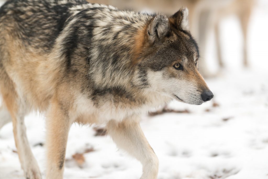 Gray wolf walking in the snow. Eric Kilby (CC BY-SA)