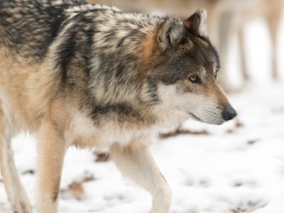 Federal Regulators Deny Petitions to Reduce Protections for Wolves