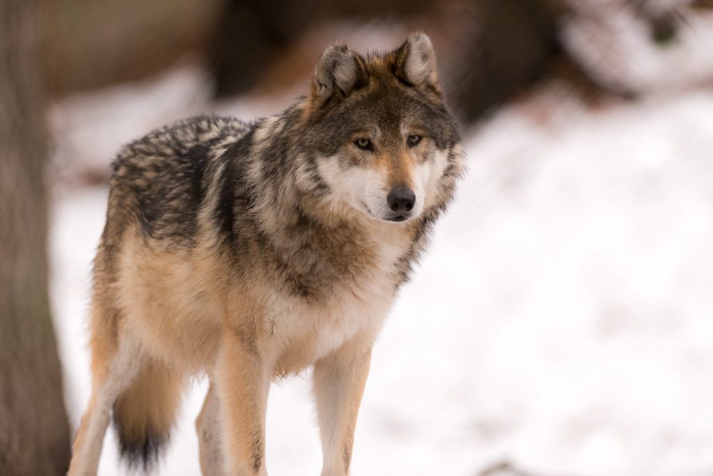 Gray wolf standing in the snow. Eric Kilby (CC BY-SA)