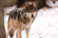 Gray wolf standing in the snow. Eric Kilby (CC BY-SA)