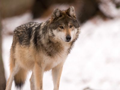 Rep. Tom Tiffany and Fellow GOP Lawmakers Bring Back Bill to Delist Gray Wolf