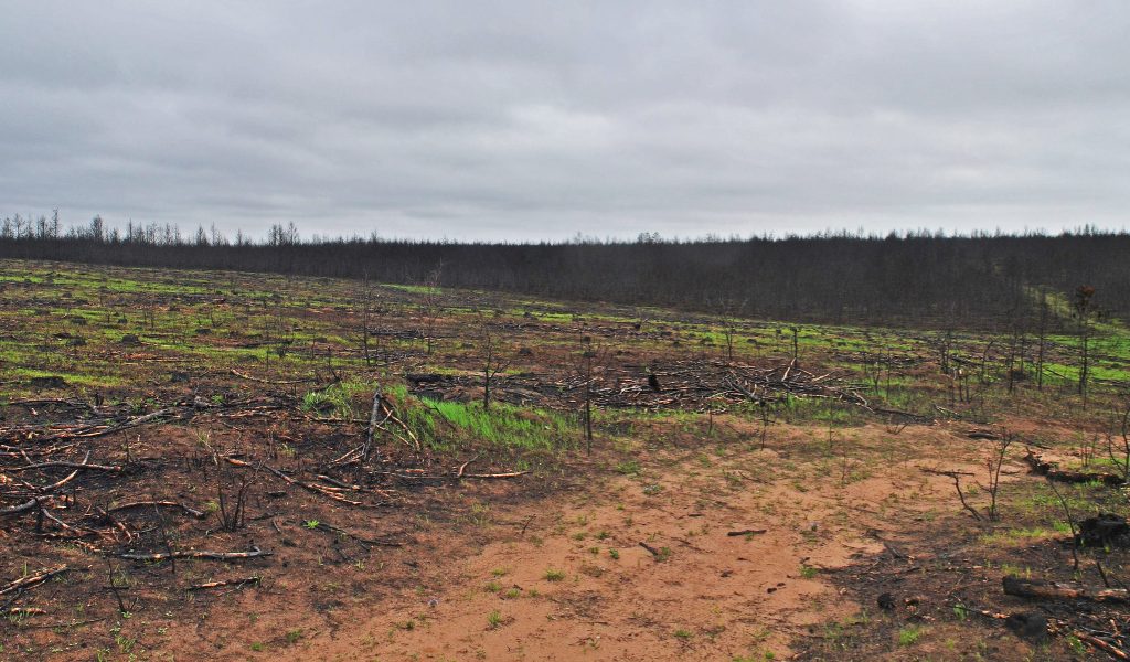 The aftermath of the 2013 Germann Road Fire in Douglas County, Wis. Aaron Carlson (CC BY-SA 2.0)