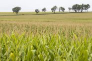 Crops span across a farm Aug. 29, 2024, north of Columbus, Wis. Agriculture is among the top industries that employ undocumented workers in Wisconsin. (Joe Timmerman / Wisconsin Watch)