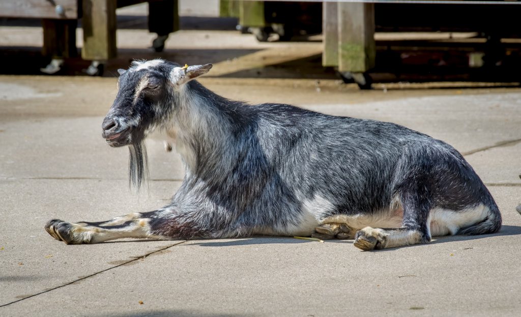 Nigerian Dwarf Goat. Photo courtesy Milwaukee County Zoo.