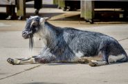 Nigerian Dwarf Goat. Photo courtesy Milwaukee County Zoo.