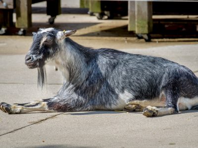 MKE County: Move Over Groundhogs, Zoo Will Use Goats To Predict Weather