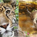 MKE County: Zoo Acquires Jaguar from Belize