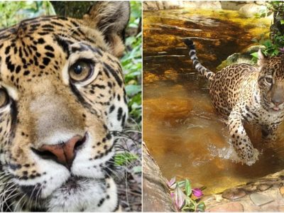 MKE County: Zoo Acquires Jaguar from Belize