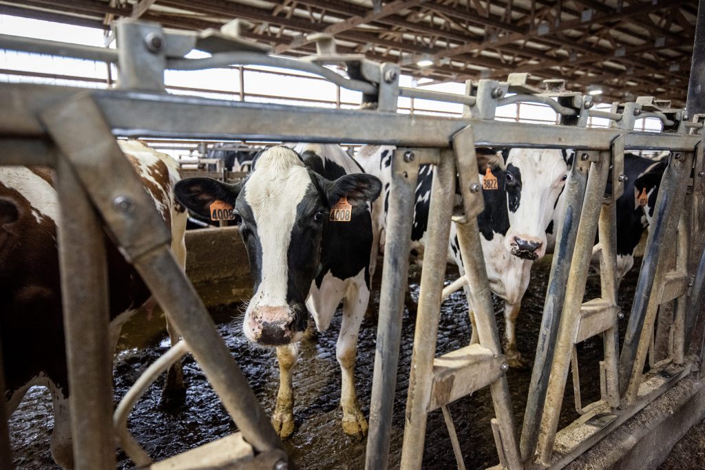 Dairy cows are housed at Mahogany Dairy on Friday, Oct. 14, 2022, in rural Monroe County, Wis. Angela Major/WPR