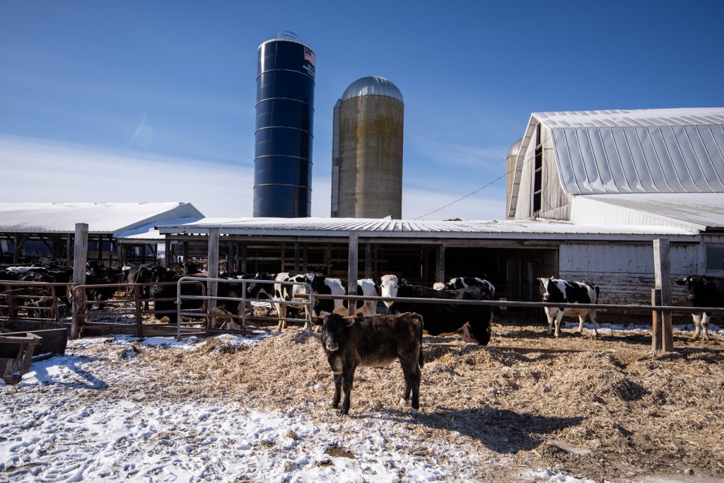 Cows stand at Ed Howell’s farm Friday, Jan. 24, 2025, in Union Grove, Wis. Angela Major/WPR