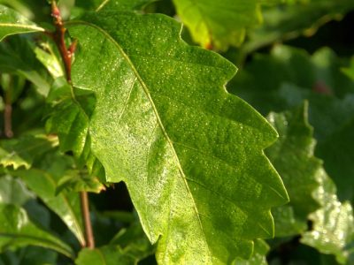 DNR Offers Ready-To-Plant Oak Seedlings