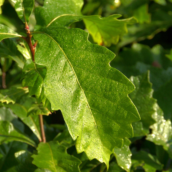 DNR Offers Ready-To-Plant Oak Seedlings