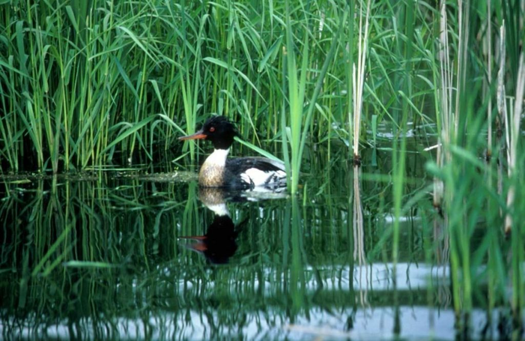 Red-breasted Merganser is one of the wild bird species that have been affected by avian influenza this winter. (Dave Menke/U.S. Fish & Wildlife Service)