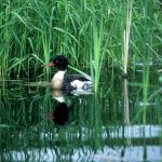 Avian Flu Found in Lake Michigan Duck