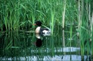 Red-breasted Merganser is one of the wild bird species that have been affected by avian influenza this winter. (Dave Menke/U.S. Fish & Wildlife Service)