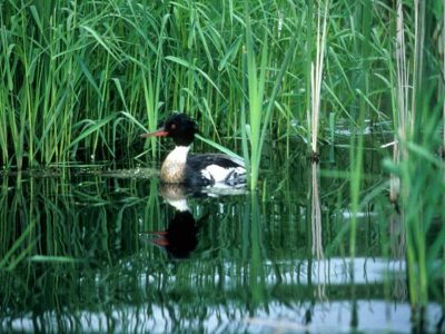 Avian Flu Found in Lake Michigan Duck