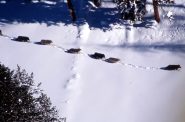 A pack of gray wolves travel single file in the snow. Douglas Smith, National Park Service (CC BY)