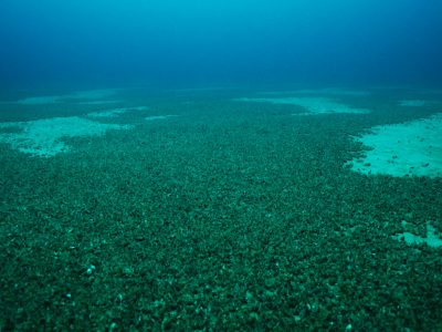 Quadrillions of Invasive Mussels Damaging the Great Lakes