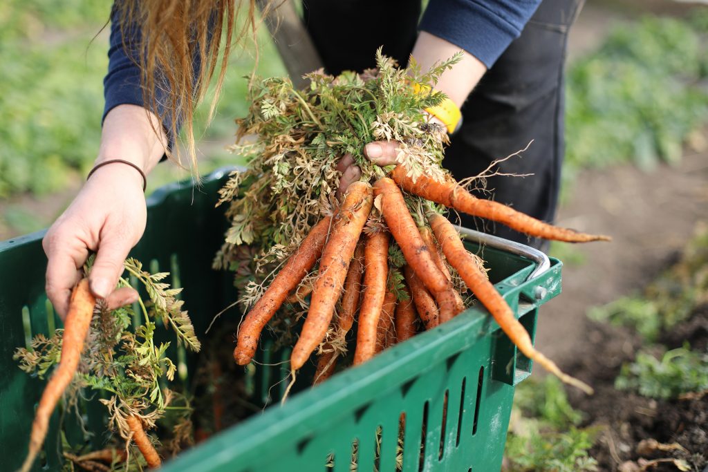 Sarah Bressler, manager of the Hunger Task Force farm in Franklin, Wis., harvests carrots in one of the farm’s hoop houses on March 1, 2022. (Coburn Dukehart/Wisconsin Watch)