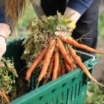 USDA Ends Program That Brought Locally-Grown Food To Pantries, Schools