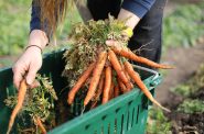 Sarah Bressler, manager of the Hunger Task Force farm in Franklin, Wis., harvests carrots in one of the farm’s hoop houses on March 1, 2022. (Coburn Dukehart/Wisconsin Watch)