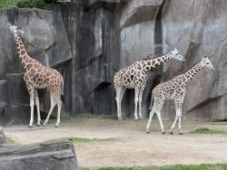 Giraffes at the Milwaukee County Zoo. Photo by Jeramey Jannene.