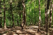 Chequamegon-Nicolet National Forest in northern Wisconsin. Liz Dohms-Harter/WPR