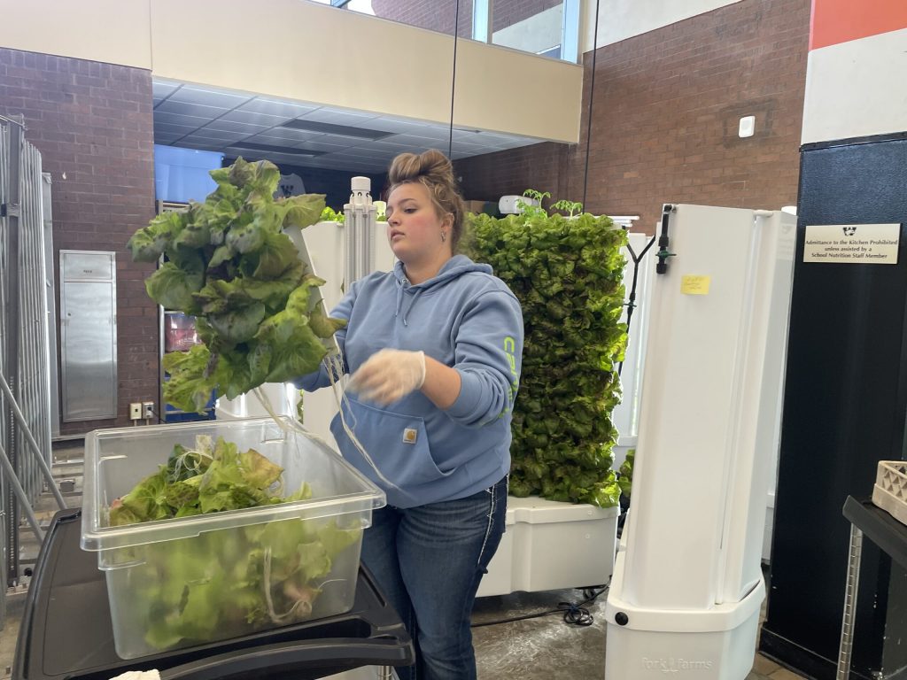 Winona Area High School sophomore Miriam Jackson harvests lettuce from her school’s hydroponic Flex Farms, pictured behind her, for use in school lunches. Photo courtesy Winona Area Public Schools