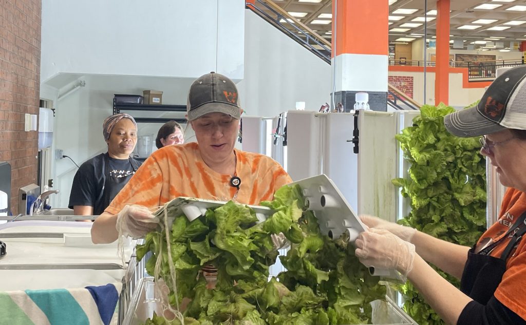 Winona Area High School cafeteria staff harvest lettuce from the school’s hydroponic Flex Farms for use in school lunches. Photo courtesy Winona Area Public Schools