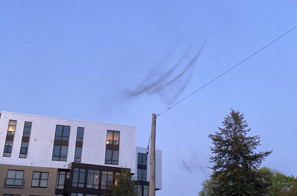 Midges, also known as lakeflies, form a mating plume in Madison, Wis. on Friday May 9. Anna Marie Yanny/WPR