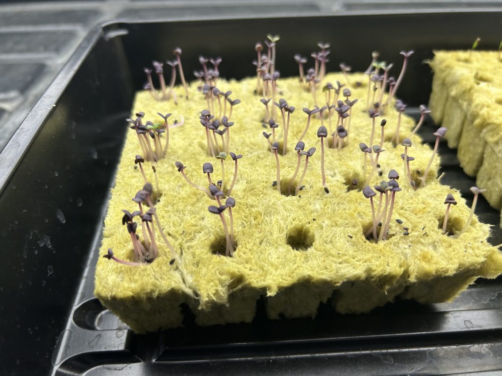 At Winona Senior High School, seeds are sprouted and placed in a growing medium before being moved to the Flex Farm, where they’ll grow for three weeks until they’re ready for harvest. Photo courtesy Winona Area Public Schools