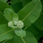 Milkweed Is Wisconsin’s ‘Plant Species of The Year’