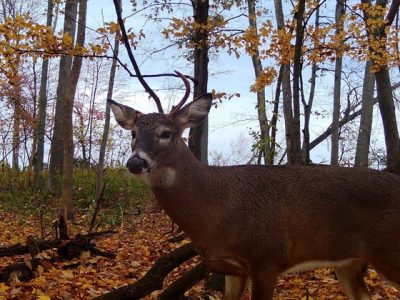 DNR Seeking Landowners To Host Fall Gun Deer Hunt For Hunters With Disabilities