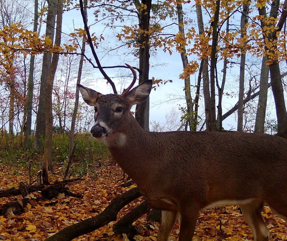 DNR Seeking Landowners To Host Fall Gun Deer Hunt For Hunters With Disabilities
