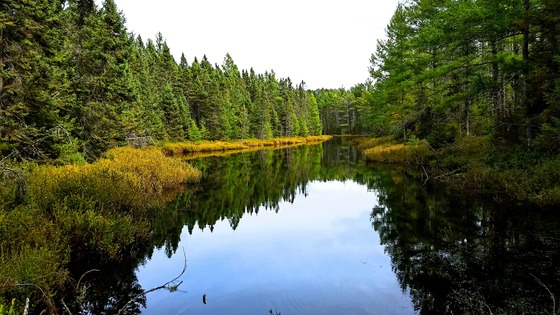 Celebrate 100 years of Northern Highland-American Legion State Forest on June 7. / Photo Credit: Wisconsin DNR