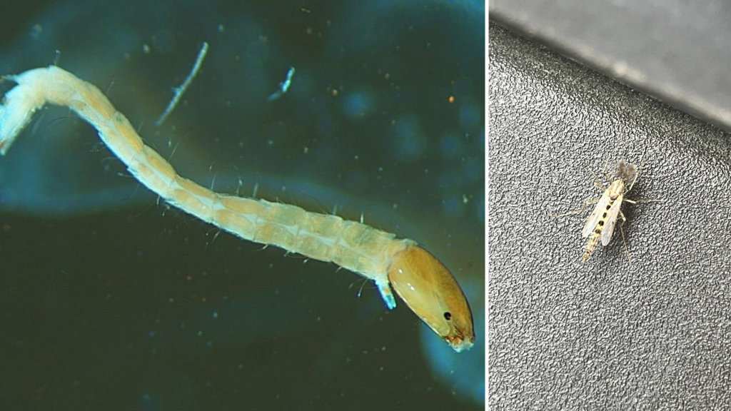 Left: a photo of a midge larvae taken through a microscope. Right: an adult midge. Photos courtesy Jake Vander Zanden