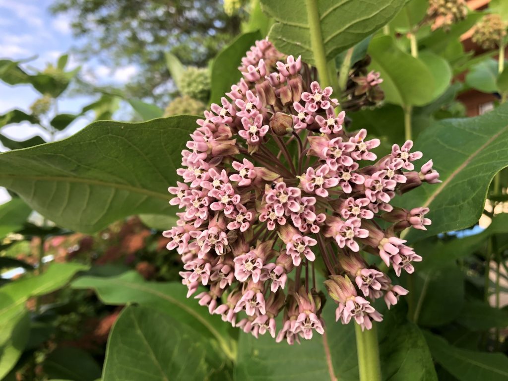 Common Milkweed by the Wingra Boathouse in Madison, Wisconsin. Photo courtesy David Williams, Authentic Wisconsin