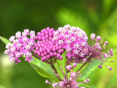 DNR Announces Milkweed As 2025 Plant Species Of The Year