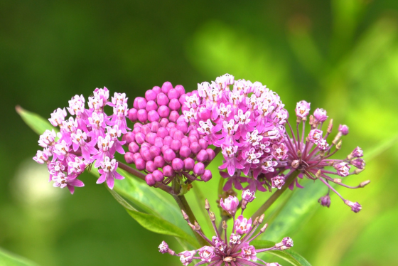 DNR Announces Milkweed As 2025 Plant Species Of The Year