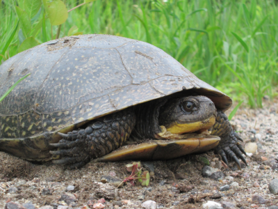 Slow Down- Give Turtles A Brake During Nesting Season
