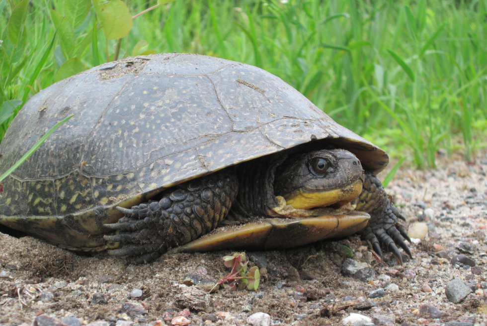 Slow Down- Give Turtles A Brake During Nesting Season