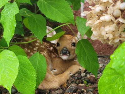 Keep Wildlife Wild: Know What To Do If You Find A Fawn This Spring, Summer