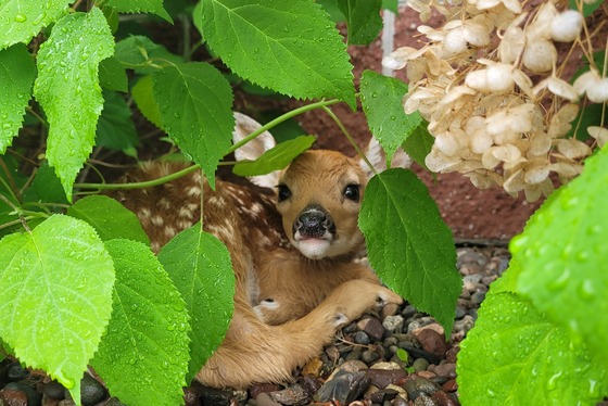 Keep Wildlife Wild: Know What To Do If You Find A Fawn This Spring, Summer