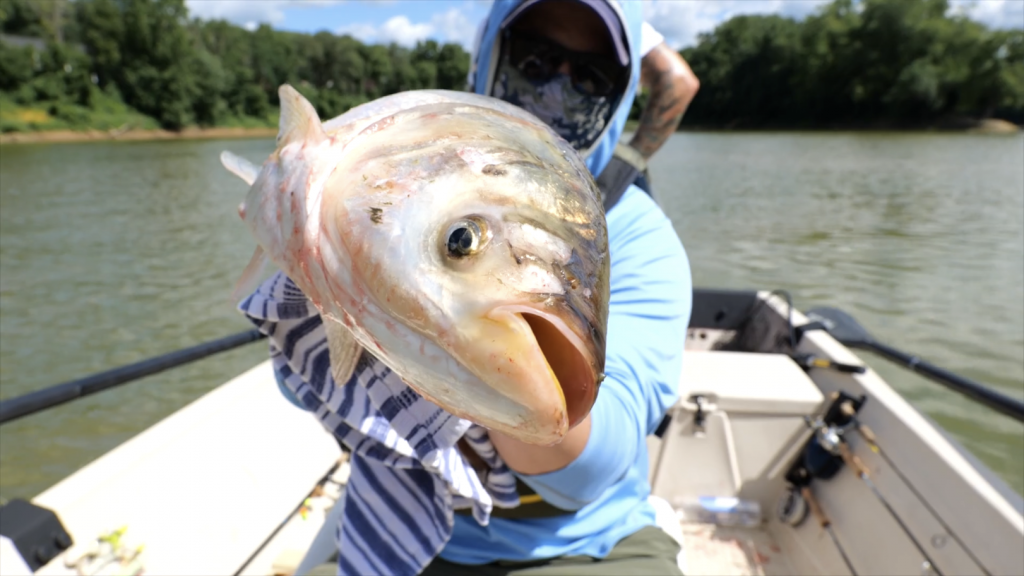 Asian carp like this silver carp are an invasive species that threaten the $7 billion fishing industry and $16 billion recreation boating industry on the Great Lakes. Photo courtesy of the National Wildlife Federation